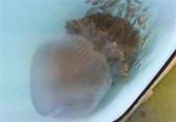 عروس دریایی مرگ آور در استرالیا+تصویر