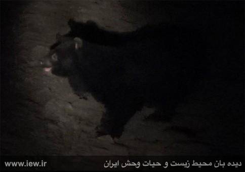 تصویربرداری از خرس سیاه آسیایی در قلعه گنج