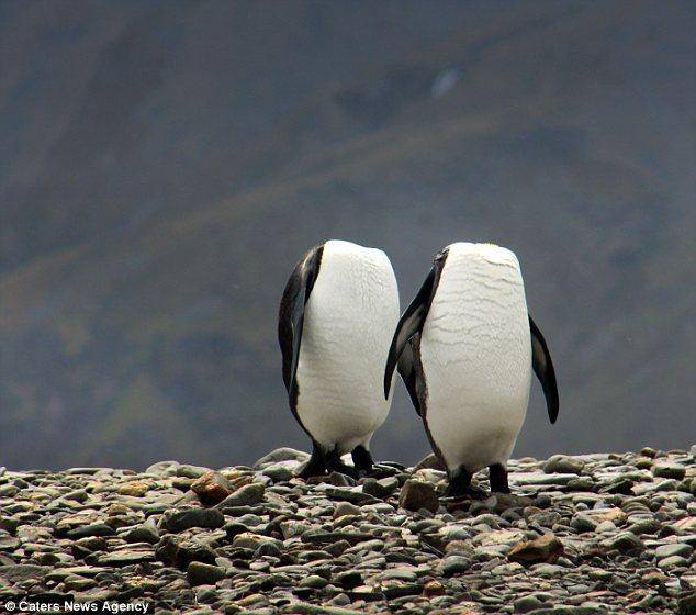 پنگوئن‌های بی‌سر /عکس