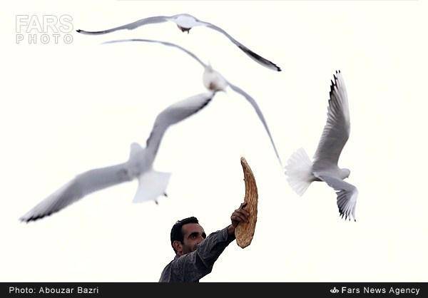 عکس/ تعارف نان بربری به پرندگان