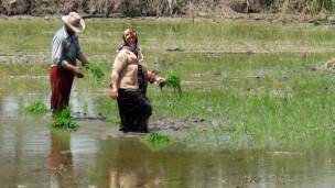 آلودگی برنج تولید ایران، نتیجه بی‌اعتنایی وخیم به محیط زیست