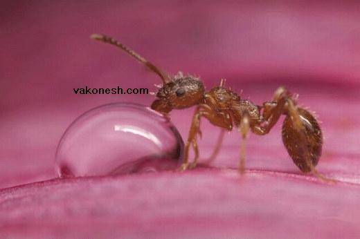 لحظه آب خوردن مورچه/عکس