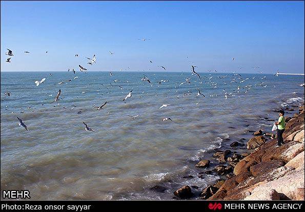 غذا دادن به پرندگان ساحلی بوشهر (عکس)