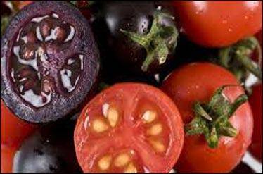 گوجه فرنگی های بنفش در راه بازار