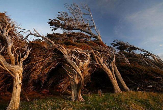 درختان جادویی و برباد رفته نیوزلند (+عکس)