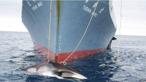"شکار نهنگ توسط ژاپن به منظور اهداف علمی نیست"