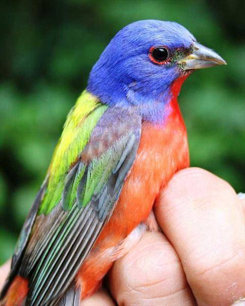 رنگ آمیزی خیره کننده این پرنده (عکس)