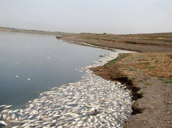 بروز فاجعه زیست محیطی در استان تهران   مرگ 2 میلیون ماهی در سد فشافویه!  + عکس