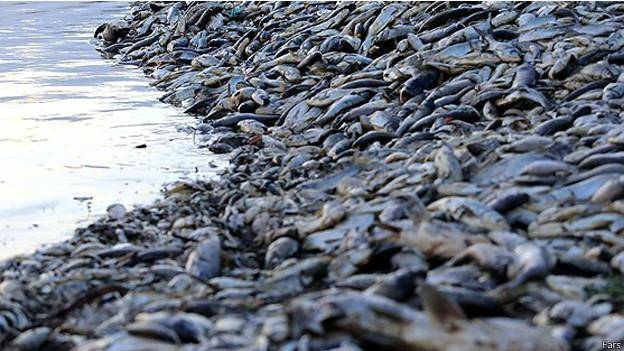 تلف شدن دو میلیون ماهی در سد فشافویه 