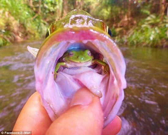 قورباغه زنده در دهان ماهی!/تصاویر