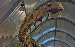 کشف بقایای بزرگترین دایناسور جهان
