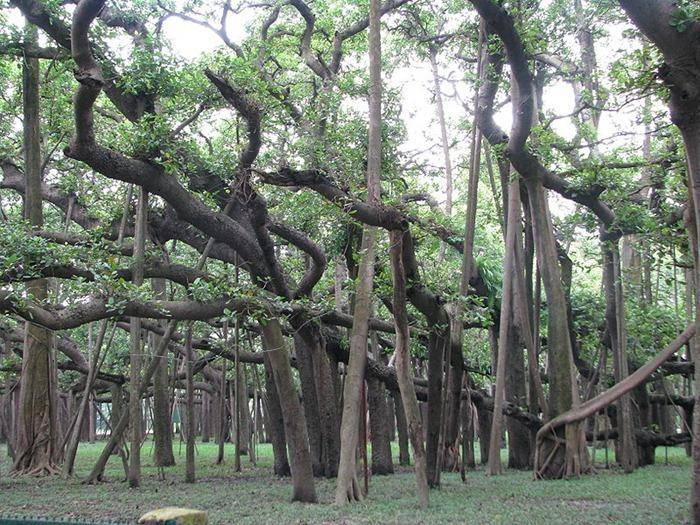 عریض ترین درخت جهان/تصاویر