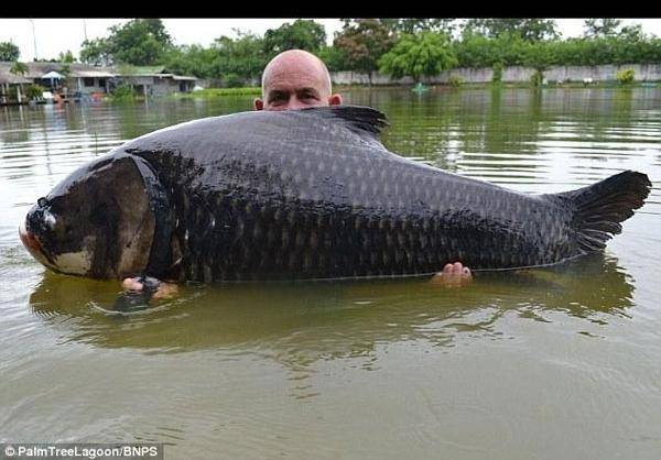 صید بزرگترین ماهی/تصاویر