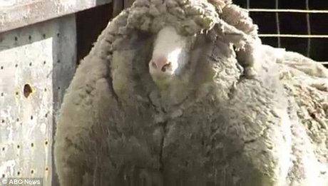 پشمالوترین گوسفند جهان/عکس