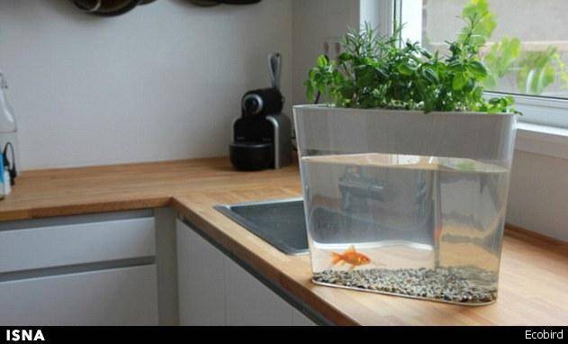پرورش همزمان گیاه و ماهی در خانه/تصاویر