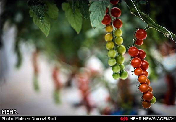 گلخانه پرورش گوجه گیلاسی در قم (عکس)