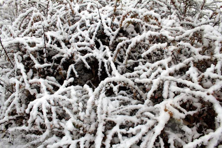تصاویر/برف پاییزی در زنجان