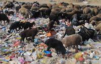 تولید سالانه «یک میلیون کیلو گوشت از زباله» در تهران