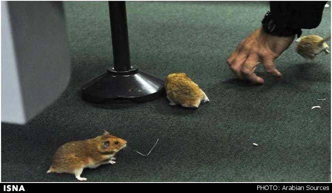 جنجال موش ها در پارلمان برزیل!/عکس