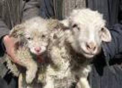 به دنیا آمدن یک توله سگ از گوسفندی در چین