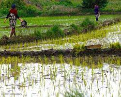 شرط وزیر جهادکشاورزی برای واردات برنج