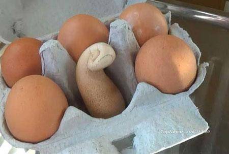 تخم مرغ عجیب و غریب +تصاویر