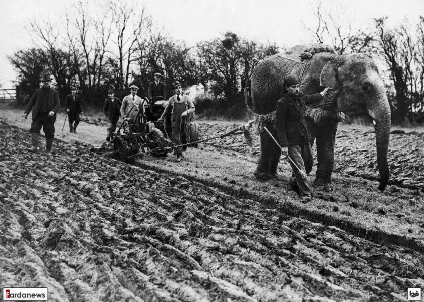 تصاویر: شخم زدن زمین با فیل