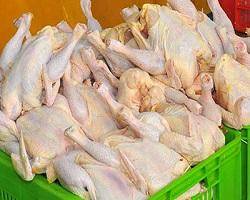 مرغ و تخم‌مرغ‌های صادراتی ایران به عراق و افغانستان برگشت خوردند