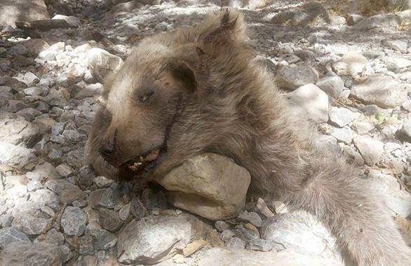 مرگ یک توله‌ خرس در ایذه +تصاویر
