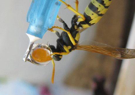 لحظه شگفت‌انگیز آب خوردن زنبور+عکس