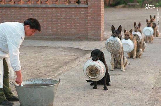 عکس: نظم و انضباط سگ های پلیس در چین