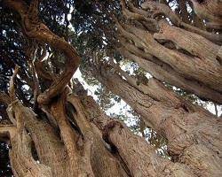 درختی در یزد که جهانیان را شگفت زده کرد! + تصاویر
