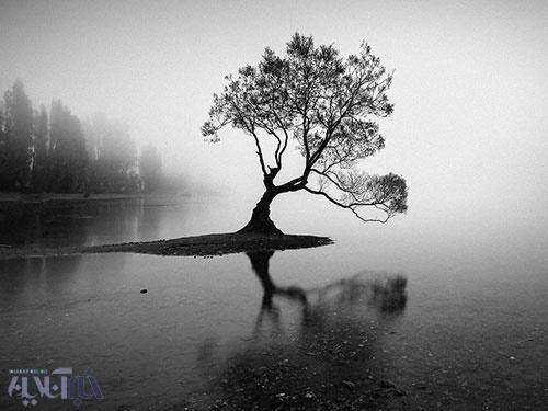 عکس: درخت تنهای مشهور نیوزیلند