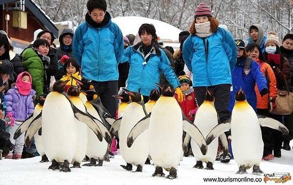 عکس: قدم زدن پنگوئن ها در باغ وحش