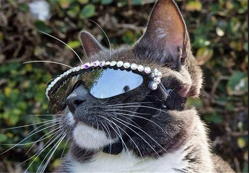 گربه‌‌ای عجیب که «عینک دودی» می‌زند +تصاویر