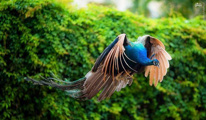عکس: لحظه پرواز طاووس