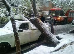 حوادثی که برف بهاری در تبریز آفرید؛ سقوط ۱۶درخت بر روی خودرو