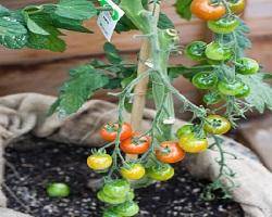 گیاه ترکیبی گوجه و سیب‌زمینی + عکس
