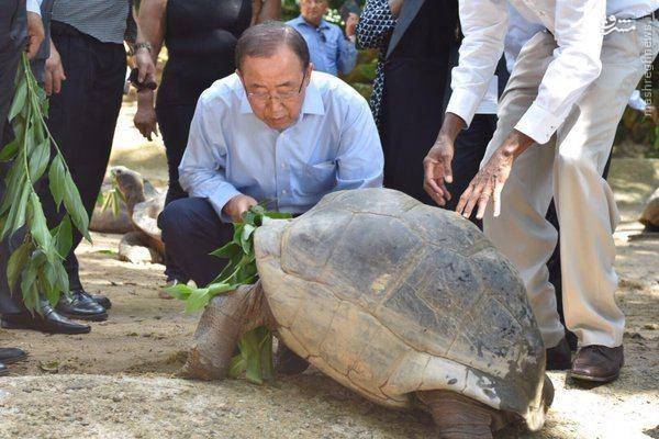 عکس: غذا دادن بان‌کی‌مون به لاک‎پشت