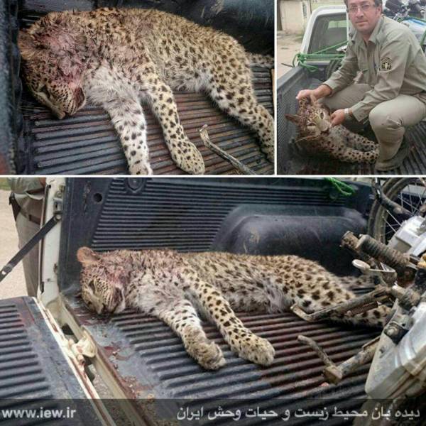 شکارچیان یک توله پلنگ را در مازندران کشتند + عکس 