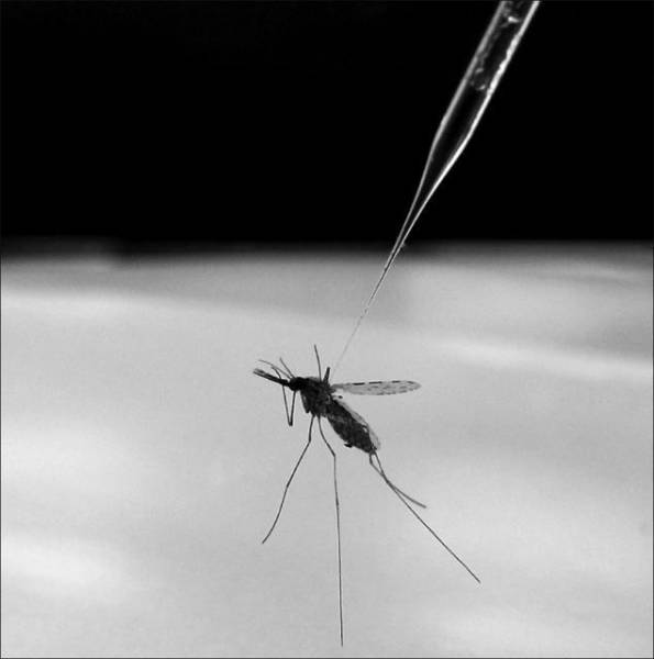 " پشه مالاریا" سرطان را فراری می دهد!