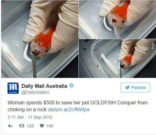 یک استرالیایی ۳۷۵ دلار خرج کرد تا ماهی قرمز ۹ دلاری اش را نجات دهد