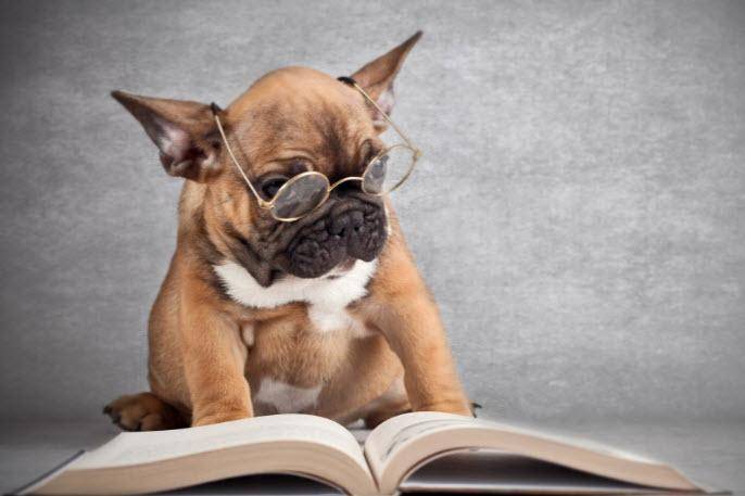 نتایج پژوهشی جدید: سگ ها رویدادها را در حافظه ثبت می کنند