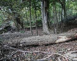 ۴۰ میلیون درخت ۳۰۰ ساله در شمال کشور نابود شد