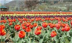 سهم ایران از بازار ۲۵۰ میلیارد دلاری گل و گیاه فقط ۴۰ میلیون دلار/ برپایی نخستین نمایشگاه بین‌المللی گل و گیاه در رامسر