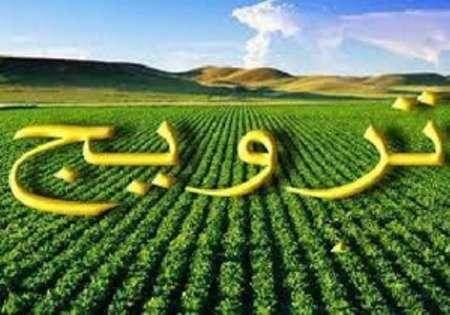 28 سایت جامع الگویی تولیدی در بخش کشاورزی استان بوشهر راه اندازی شد