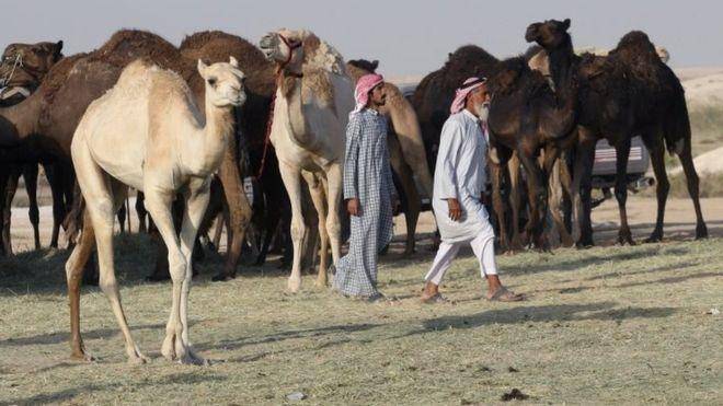 عربستان به قطر: شترهایتان را ببرید  