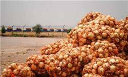 ماجرای پیازهایی که زیر آفتاب خوزستان دپو شد و گندید/ پیاز ۵ هزار تومانی را ۲۰ روز پیش کیلویی ۴۰۰ تومان هم از کشاورز نمی‌خریدند