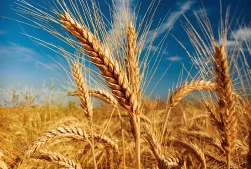 کشاورزان شوش با تولید 318 هزار تن محصول رکورد تولید گندم را در کشور شکستند