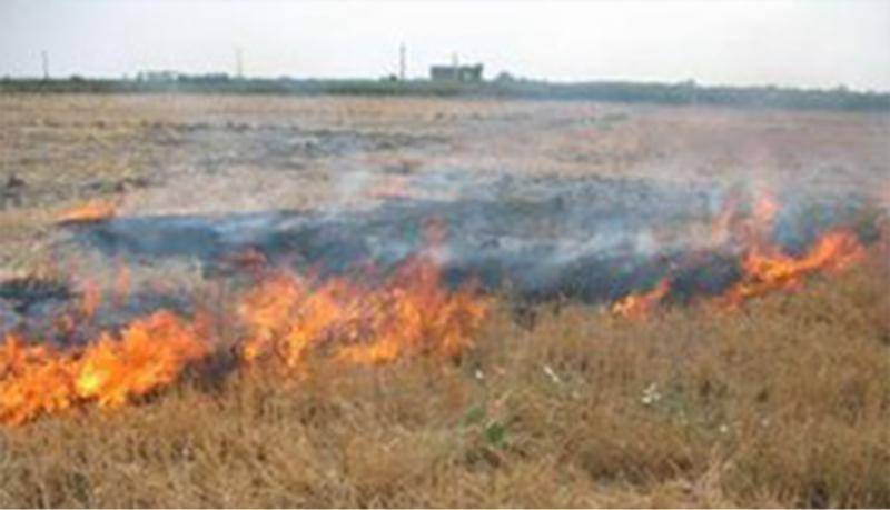 5 هکتار از اراضی کشاورزی خراسان شمالی در آتش سوخت